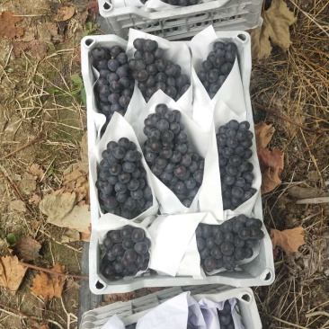 夏黑葡萄，诚信代办河北邯郸基地，质量保证，口感润口
