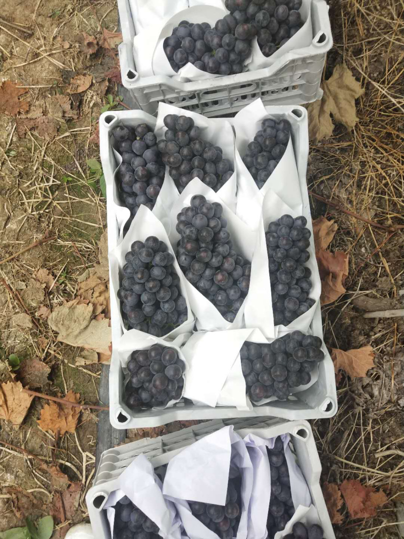 夏黑葡萄，诚信代办河北邯郸基地，质量保证，口感润口