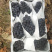 夏黑葡萄，诚信代办河北邯郸基地，质量保证，口感润口