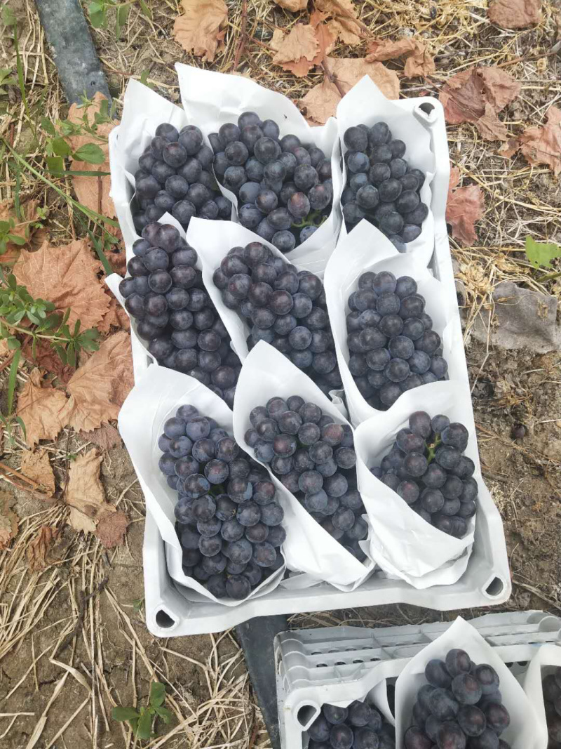 夏黑葡萄，诚信代办河北邯郸基地，质量保证，口感润口