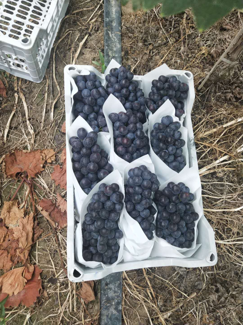夏黑葡萄，诚信代办河北邯郸基地，质量保证，口感润口