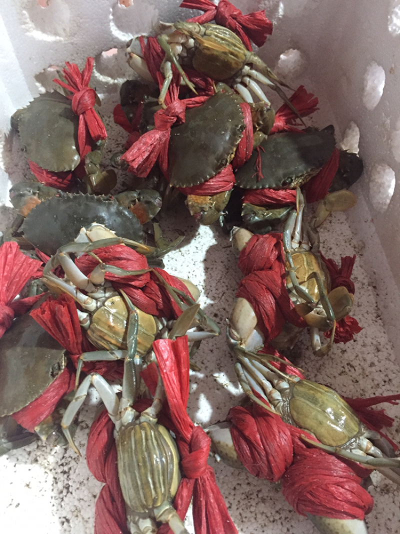 红膏鲟