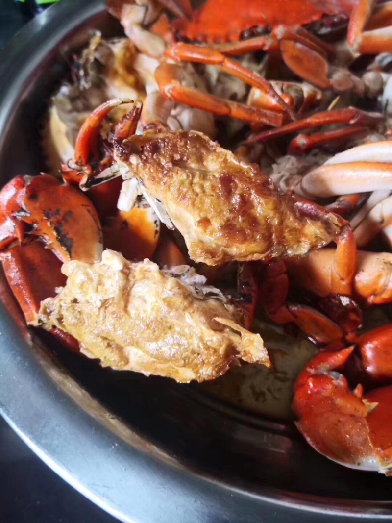 红膏鲟