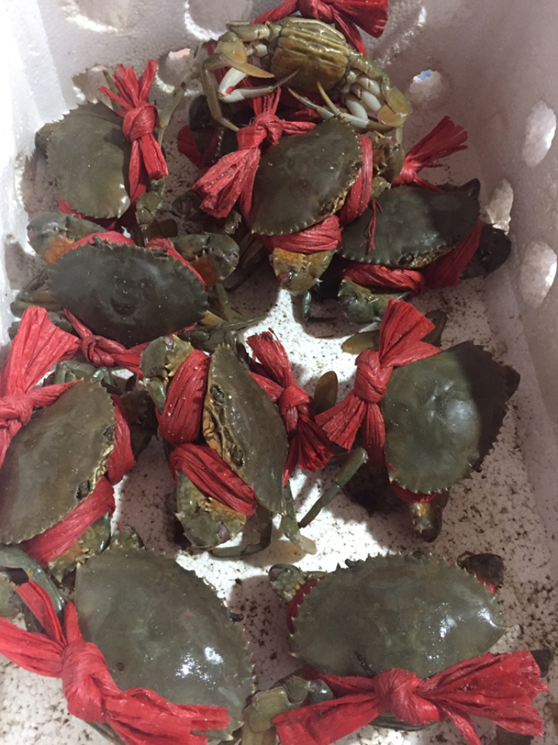 红膏鲟