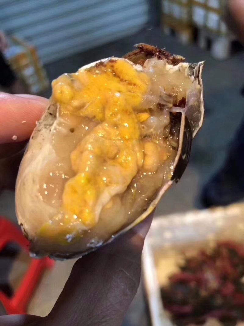红膏鲟