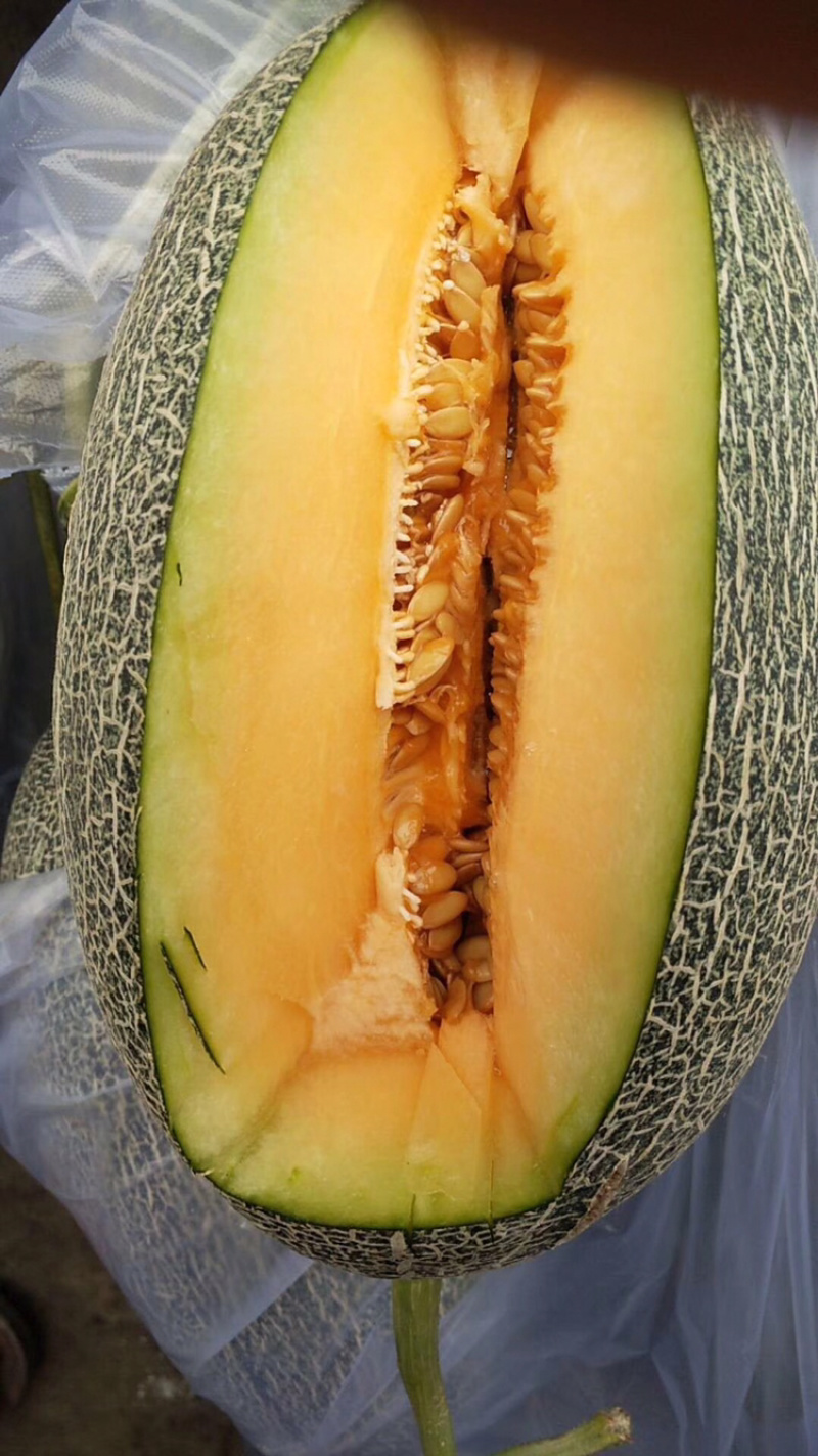 西周蜜