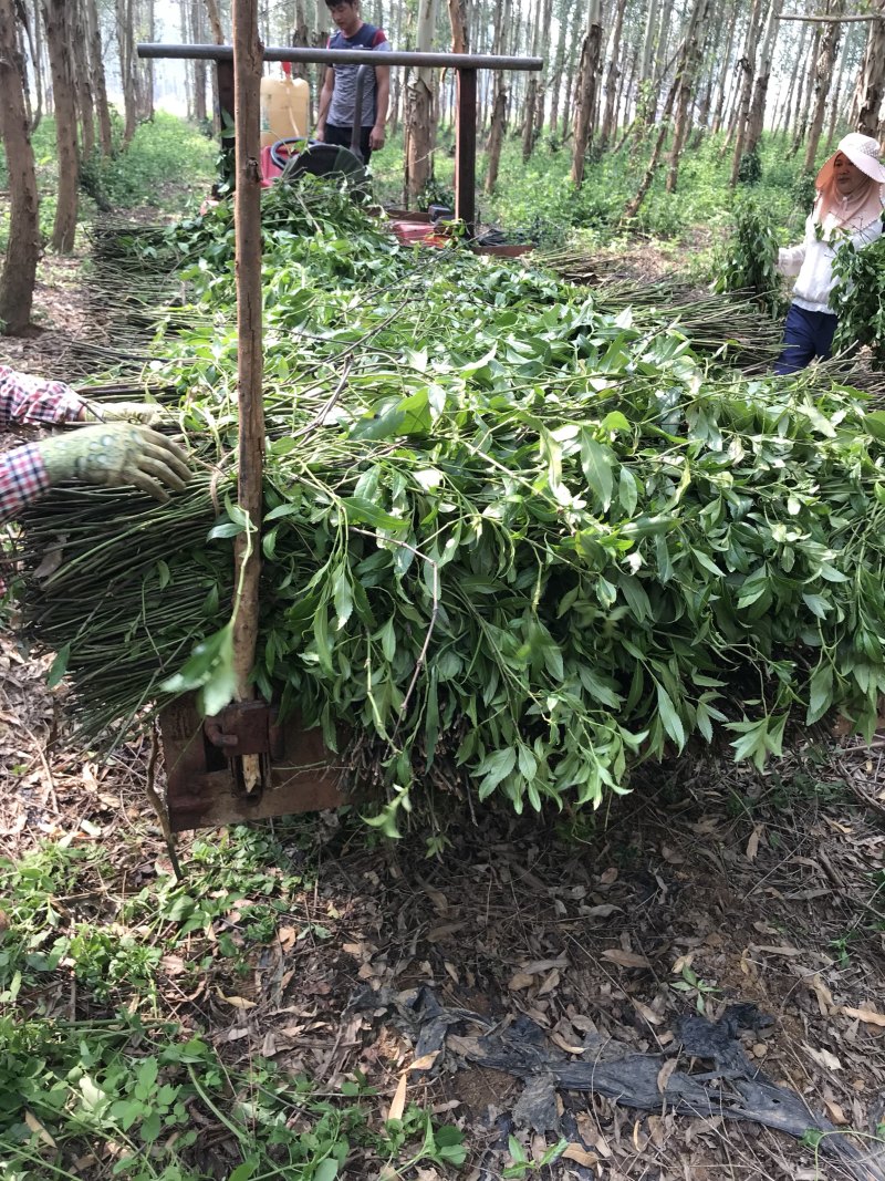 广西南宁长期收购草珊瑚鲜品