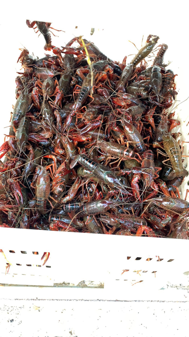 每天供应5000斤至10000万斤小龙虾，