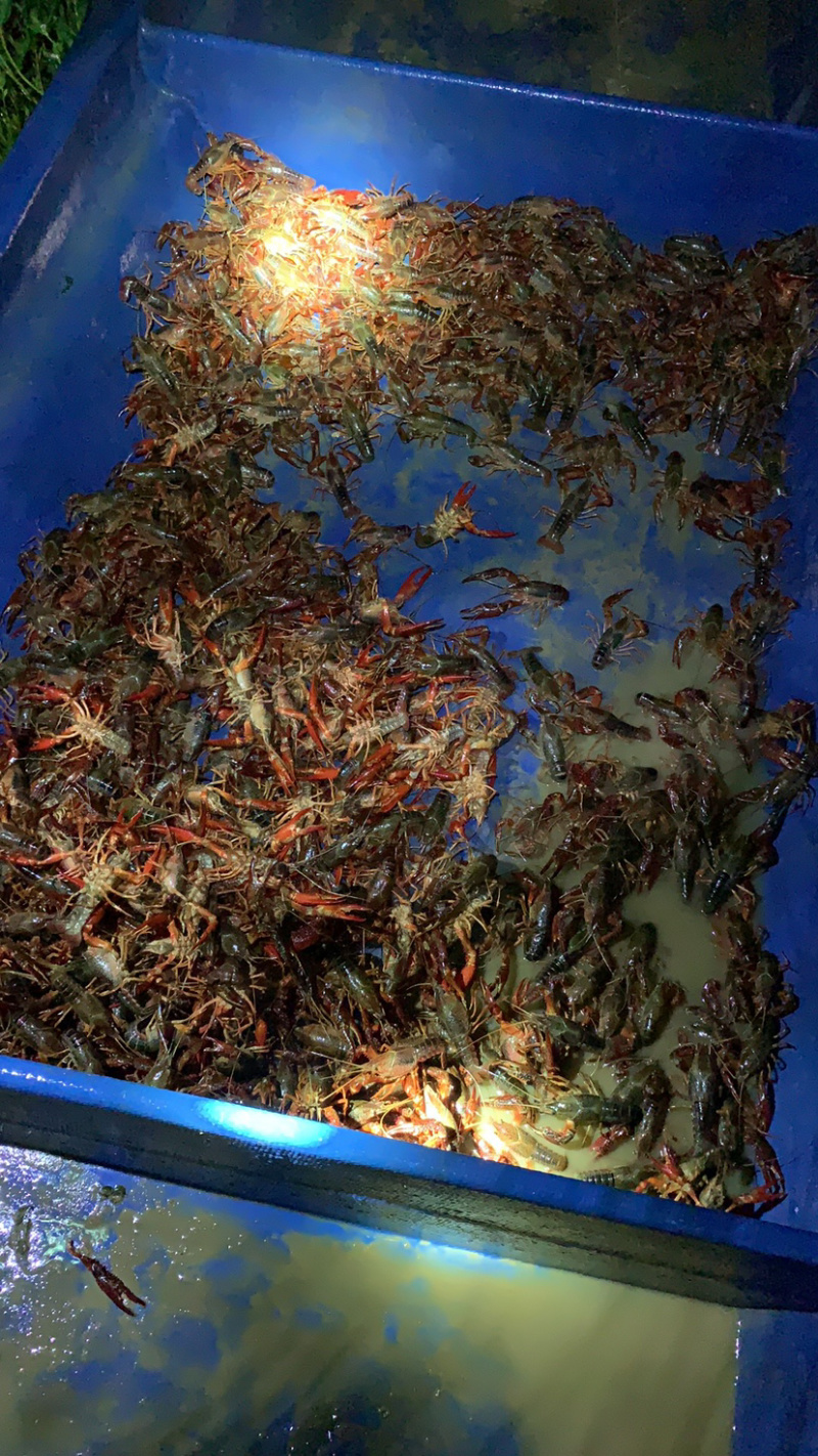 每天供应5000斤至10000万斤小龙虾，