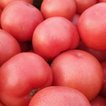 硬粉西红柿每天百万斤以上万亩温室冷棚基地