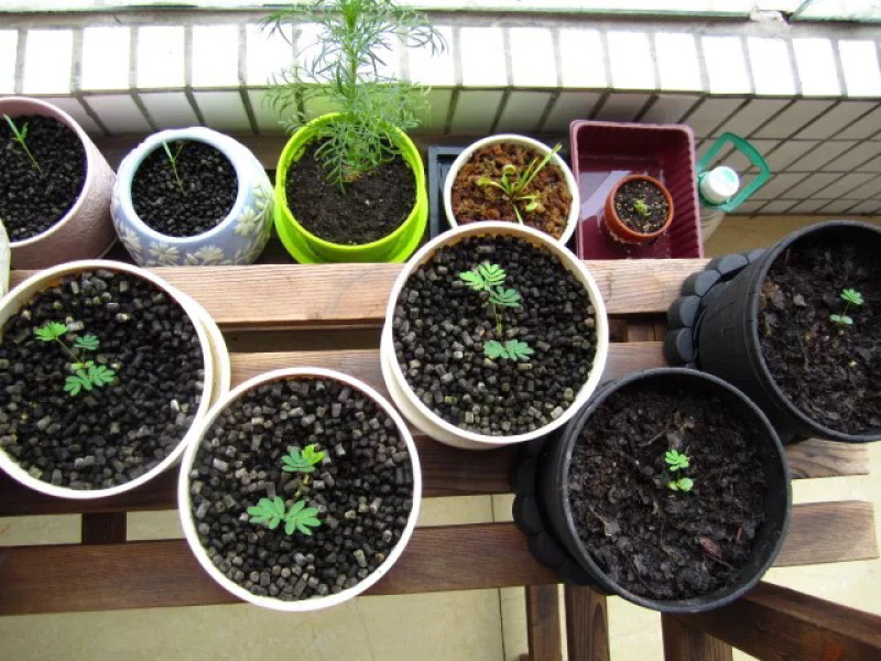 含羞草种子四季易种庭院绿植花卉种子套餐室内阳台盆栽害羞草