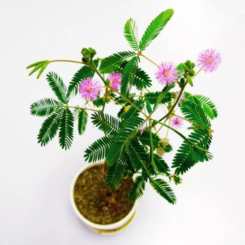 含羞草种子四季易种庭院绿植花卉种子套餐室内阳台盆栽害羞草