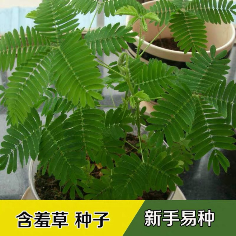 含羞草种子四季易种庭院绿植花卉种子套餐室内阳台盆栽害羞草