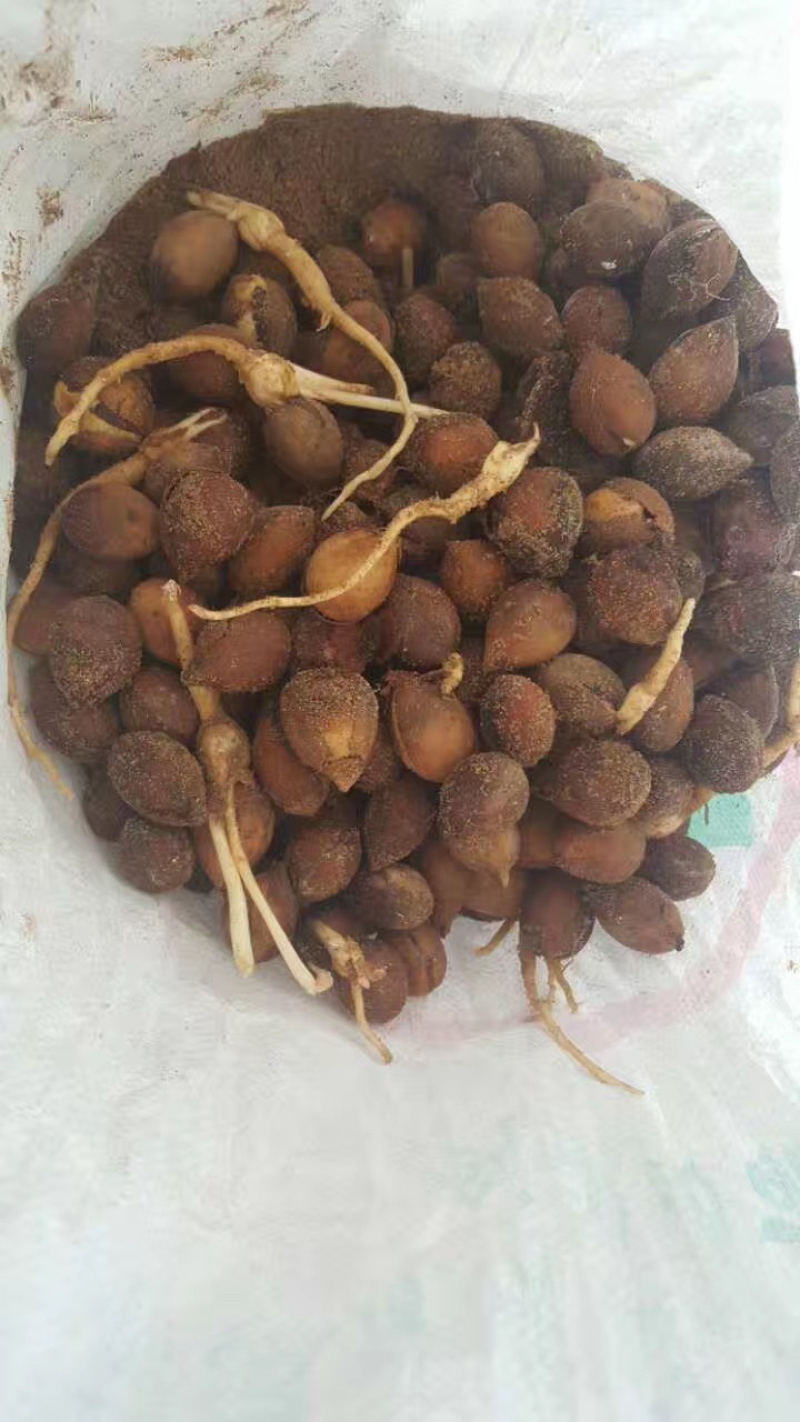 新采收铁树种子-铁树苗种子苏铁种子盆景树种包邮包发芽实