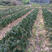 新采收铁树种子-铁树苗种子苏铁种子盆景树种包邮包发芽实
