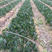 新采收铁树种子-铁树苗种子苏铁种子盆景树种包邮包发芽实