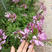 醉蝶花种子混色紫色粉色高杆花海花籽花种籽包邮四季易活庭院