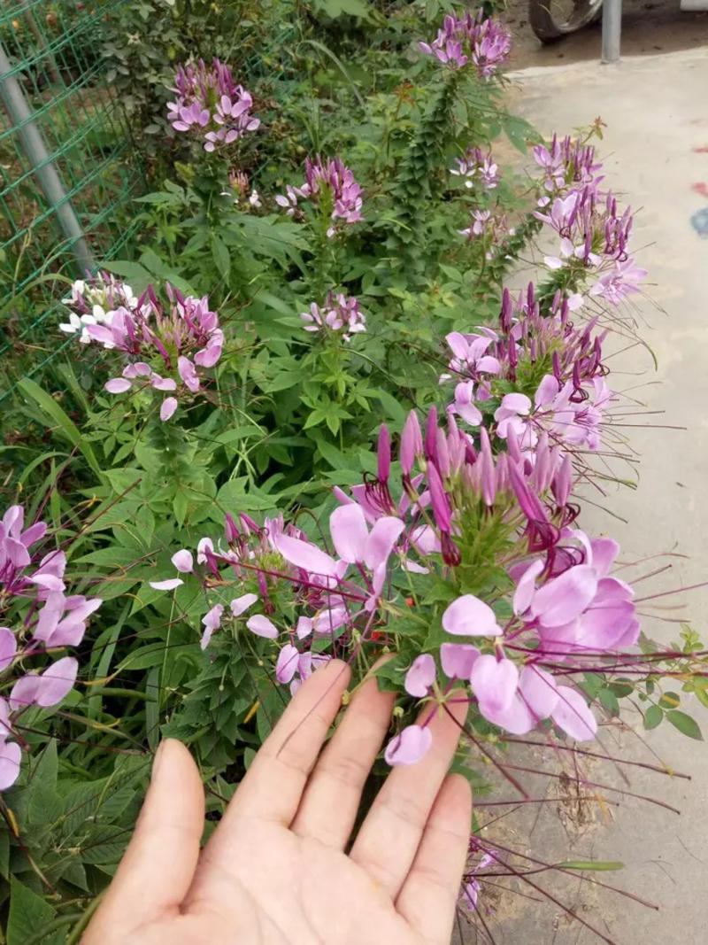 醉蝶花种子混色紫色粉色高杆花海花籽花种籽包邮四季易活庭院