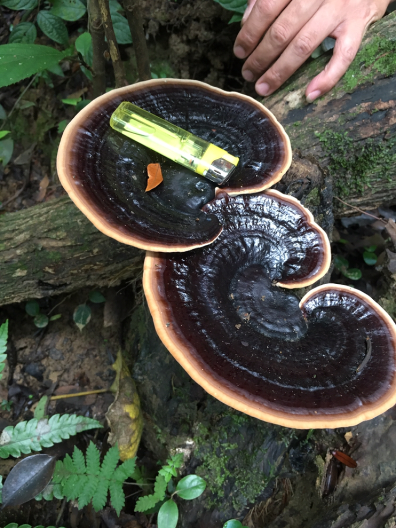 粤北山区，野生枫树灵芝......