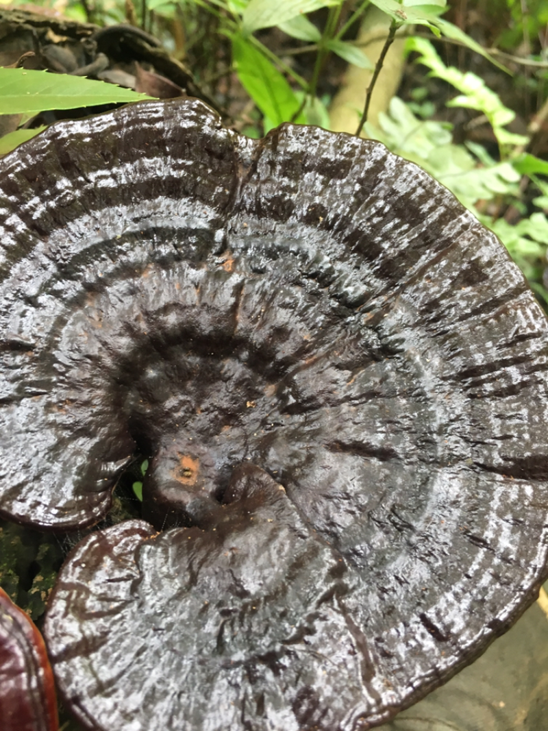 粤北山区，野生枫树灵芝......