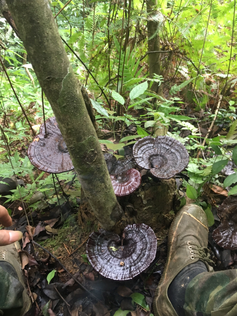 粤北山区，野生枫树灵芝......
