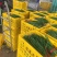 广东徐闻大量优质，精品韭菜常年供应质量保证欢迎实地考察