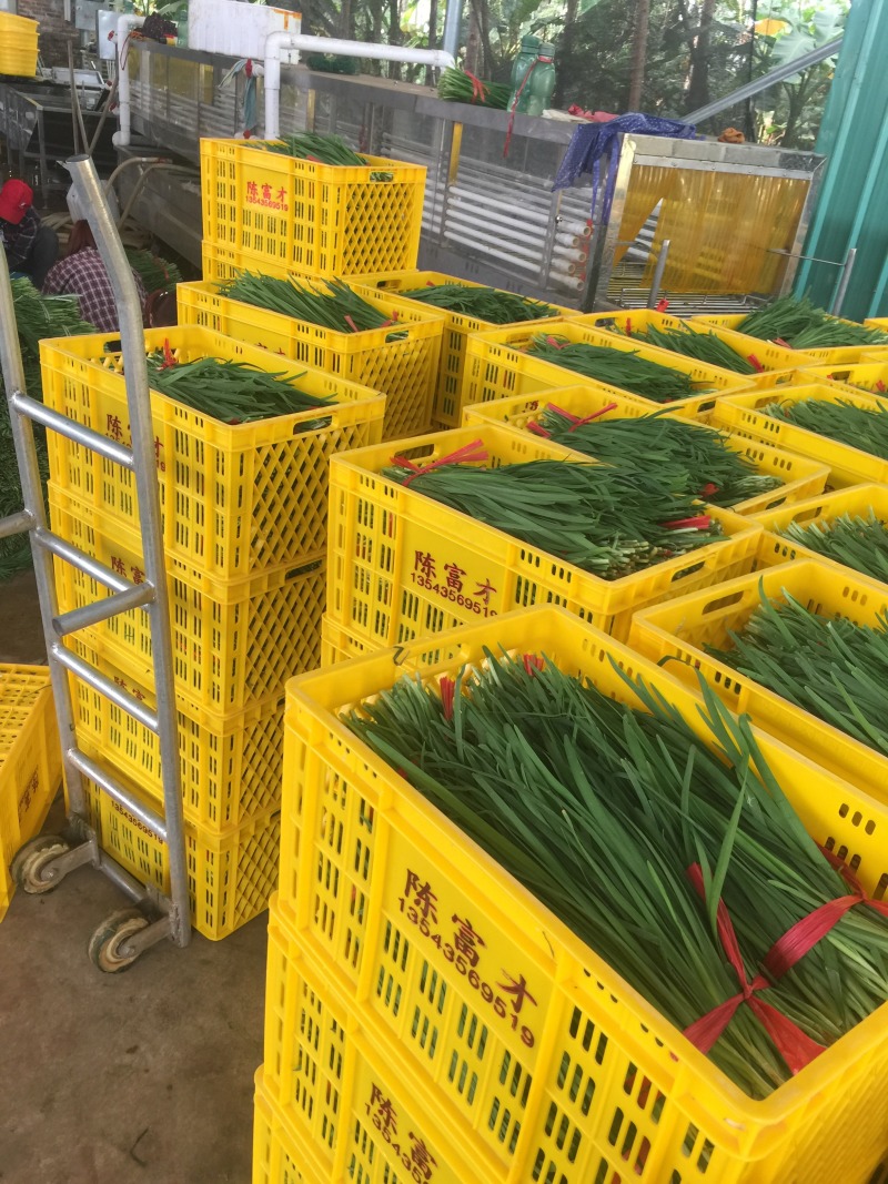 广东徐闻大量优质，精品韭菜常年供应质量保证欢迎实地考察