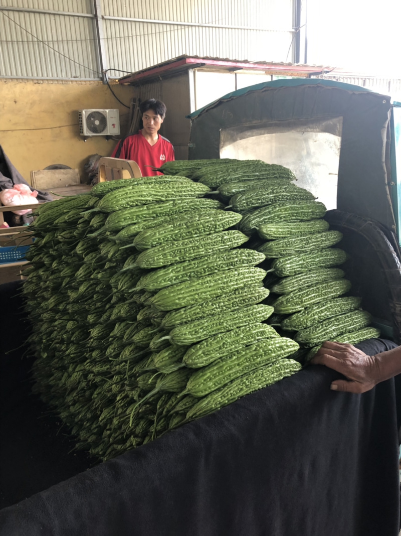 【官方首推】精品苦瓜，产地直销量大从优，颜色很好