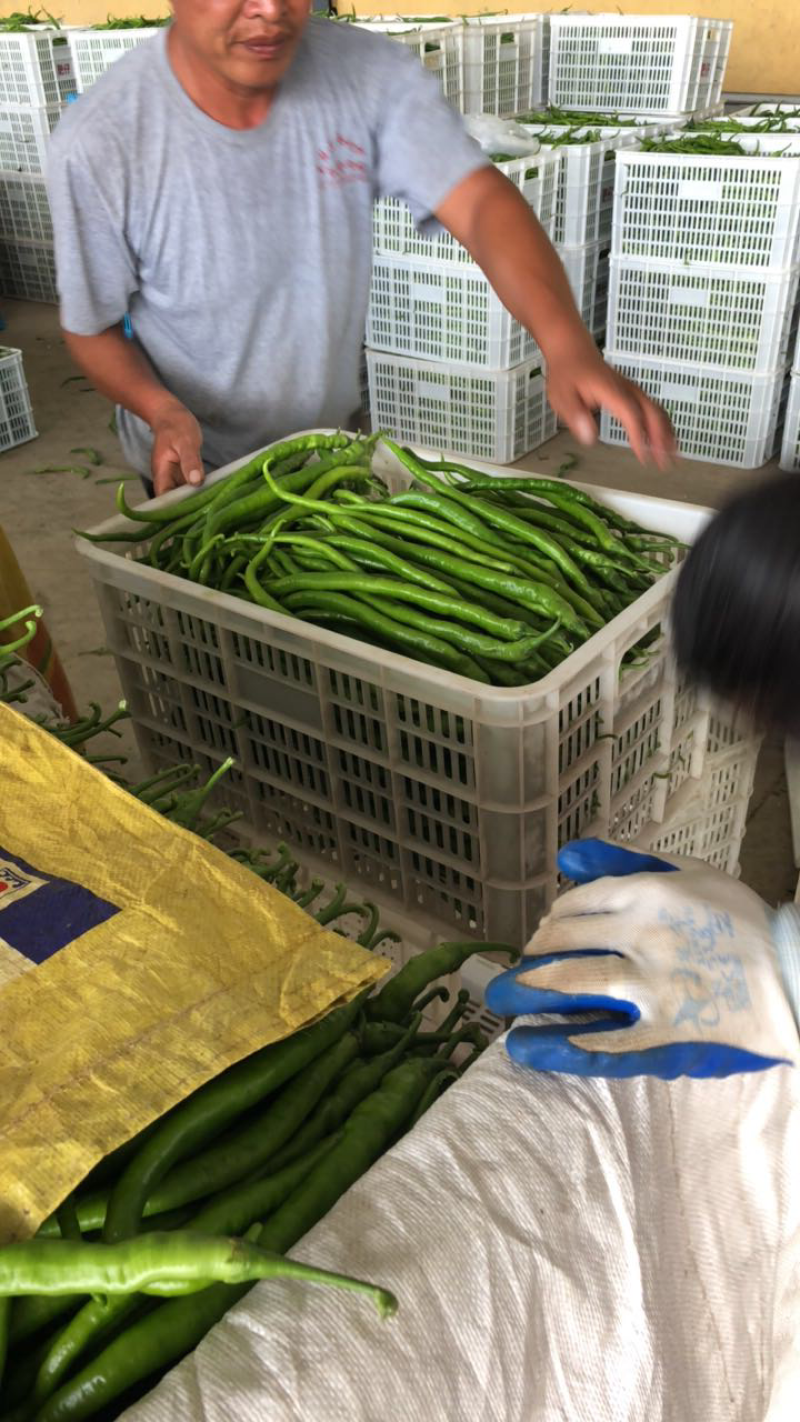 【产地首推】精品线椒，现摘现卖，产地直销。