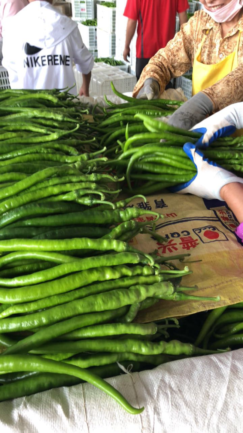 【产地首推】精品线椒，现摘现卖，产地直销。