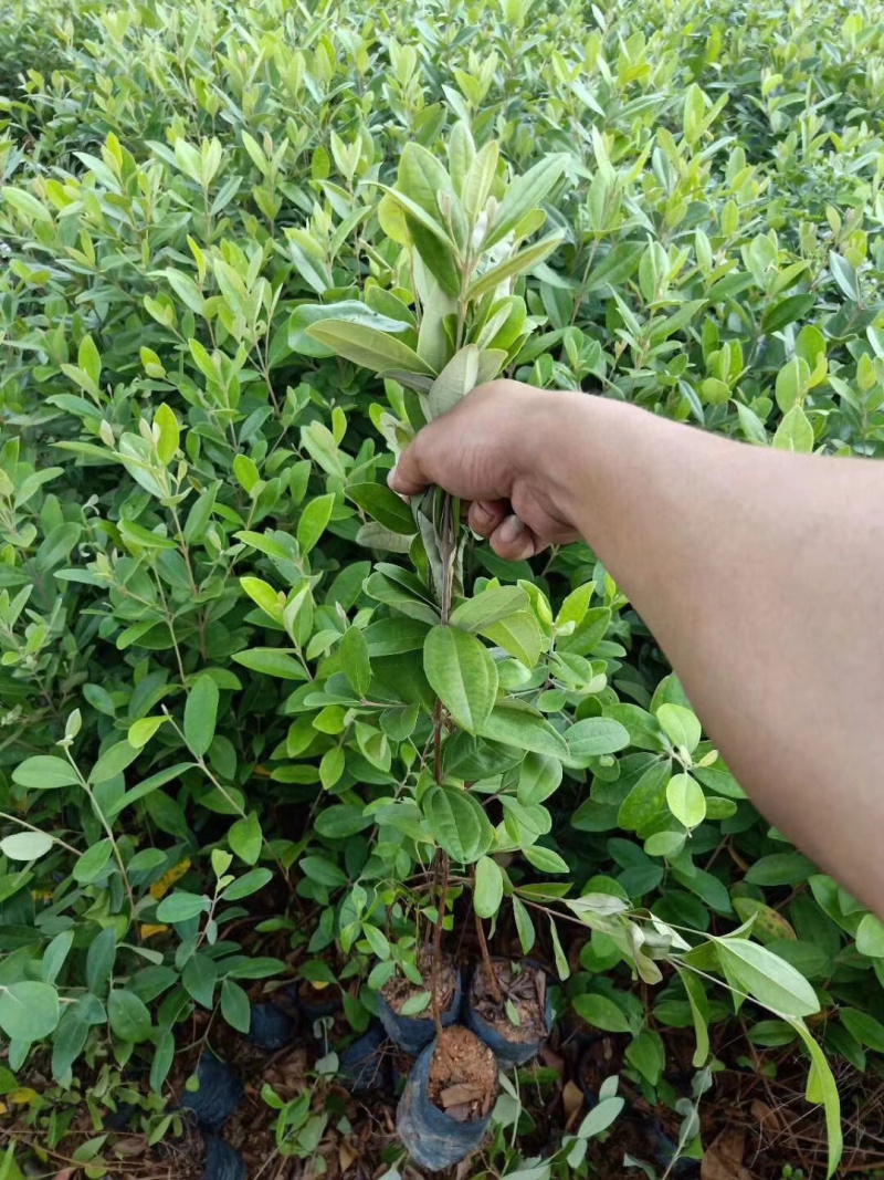 桃金娘苗