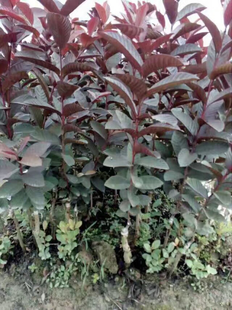 紫乐吧番石榴苗