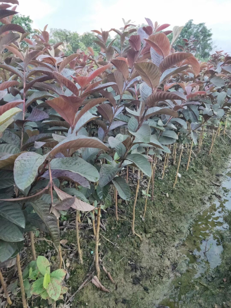 紫乐吧番石榴苗
