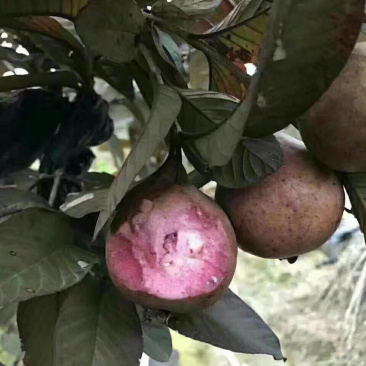 紫乐吧番石榴苗