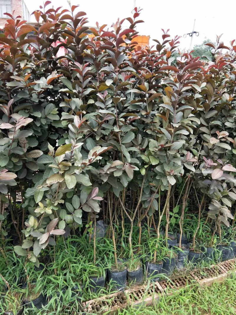紫乐吧番石榴苗