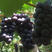 辽宁熊岳代购优质巨丰葡萄、果个大、果粉好、口感非常好