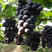 辽宁熊岳代购优质巨丰葡萄、果个大、果粉好、口感非常好