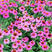 松果菊种子紫锥花种子景观工程园林绿化花期长耐热花草易