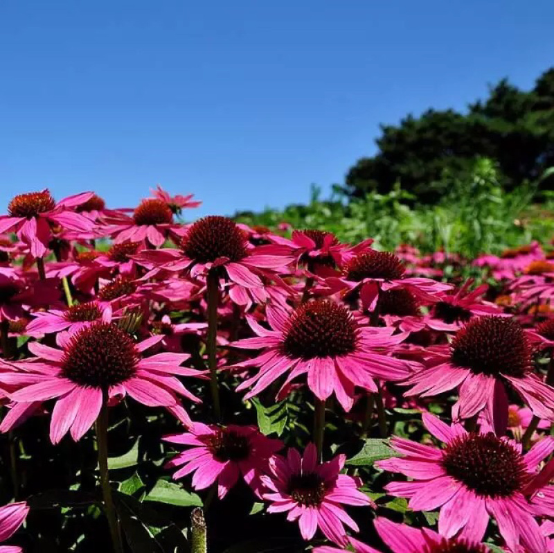 松果菊种子紫锥花种子景观工程园林绿化花期长耐热花草易