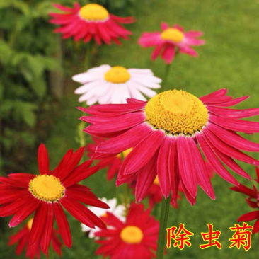 除虫菊种子驱蚊草驱虫菊花种籽子多年生混色花种子四季易活盆