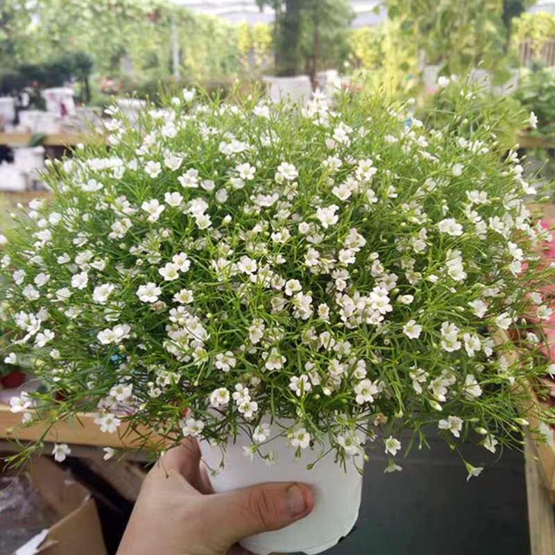 满天星花种子家庭阳台盆栽种植四季易种花草籽切花垂吊