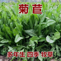 菊苣种籽牧草种子猪羊牛兔鸡鸭鹅多年生四季高产养殖鱼草