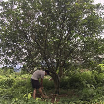 丛生柚子树，4米高3.5米冠