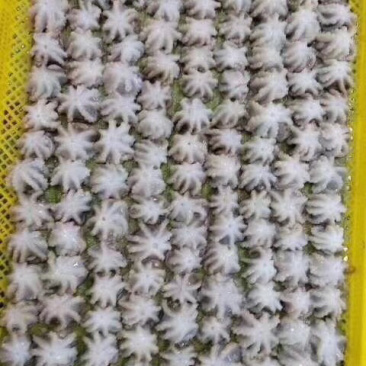 盐洞八爪鱼
