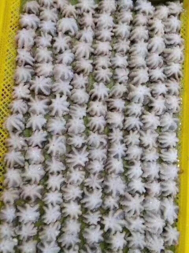 盐洞八爪鱼