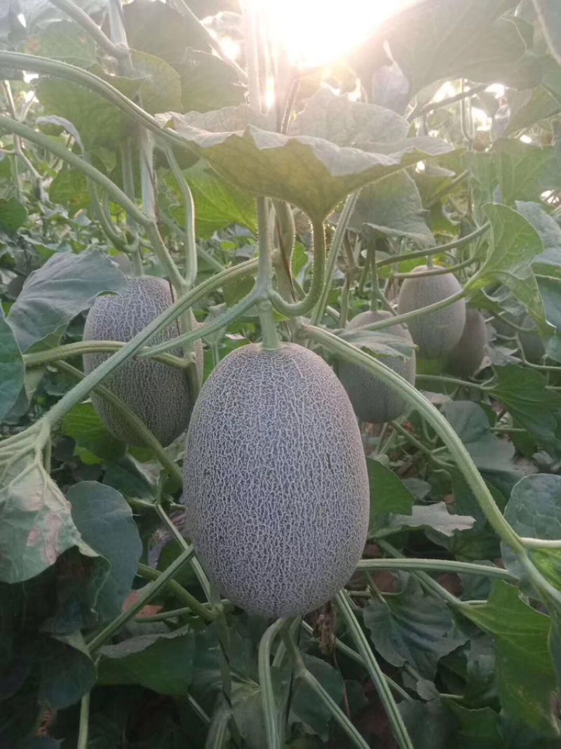 西周蜜