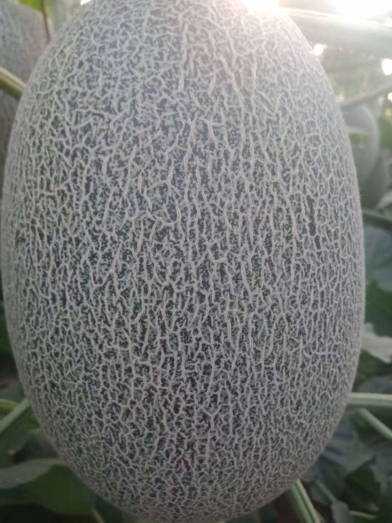 西周蜜