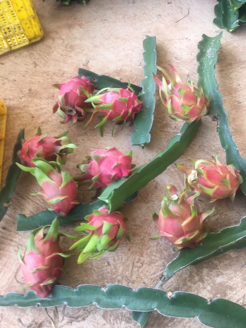 火龙果苗，无刺红龙，红心红皮火龙果，自粉火龙果苗