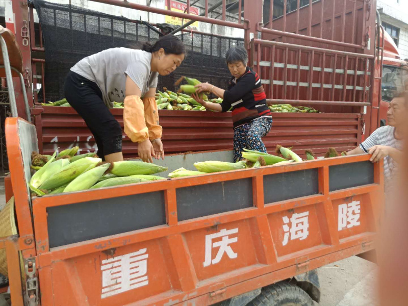 黄甜玉米，糯玉米，玉米。现货大量上市有意直接来电vg