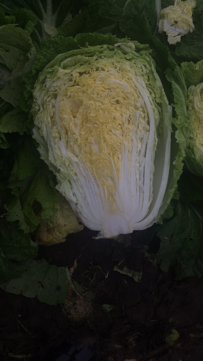 黄心白菜